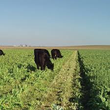 Forage Turnip